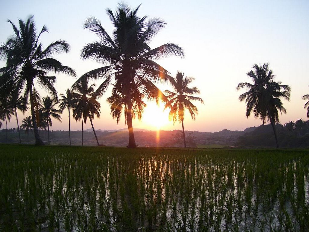 rice-field-sunset-721195.JPG